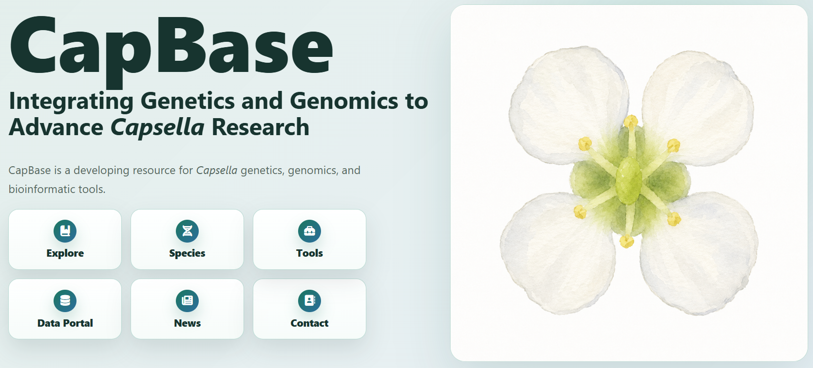 CapBase website