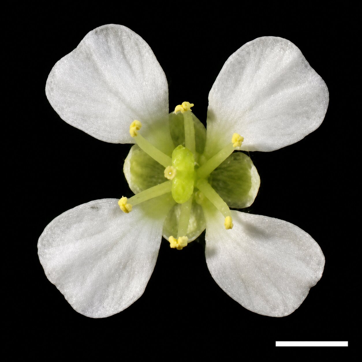 Capsella grandiflora plant image