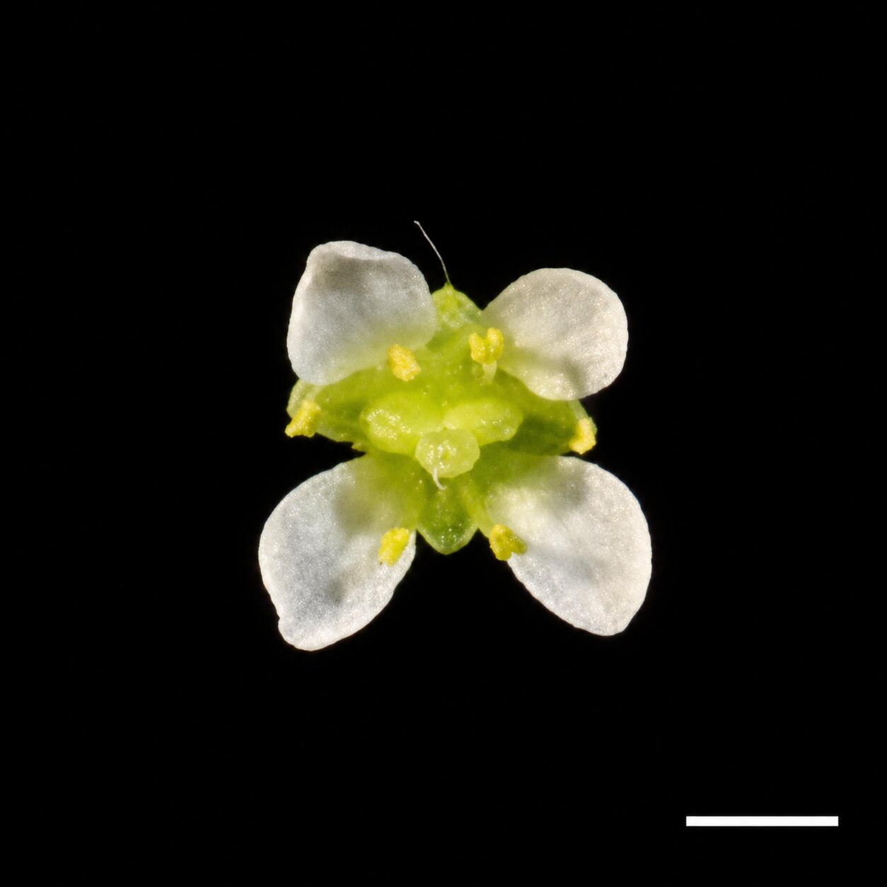 Capsella orientalis plant image