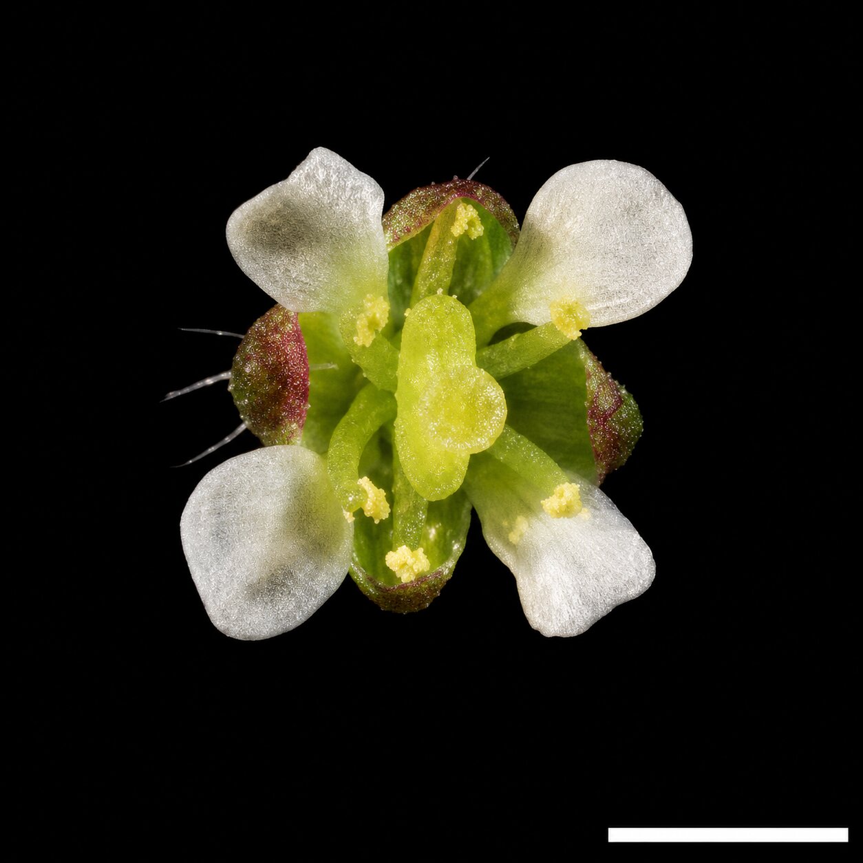 Capsella rubella plant image